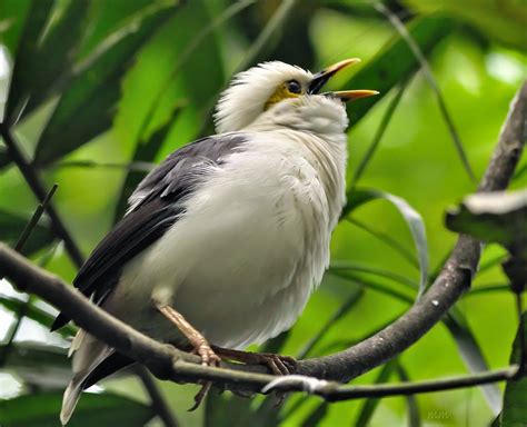 Foto Burung Jalak Putih - Burung