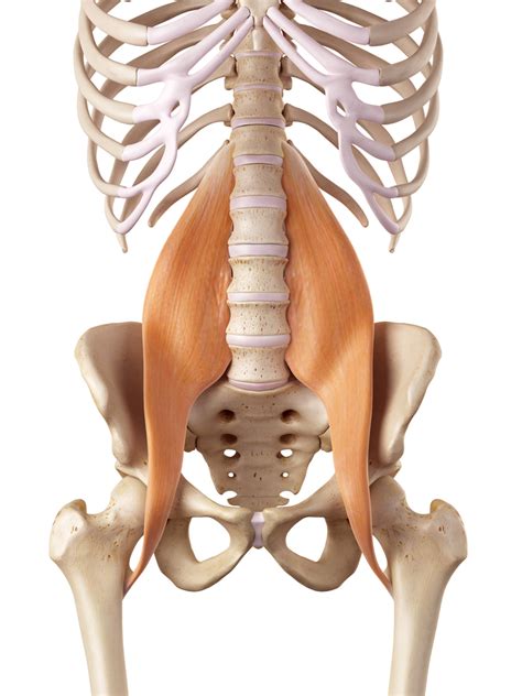 Psoas Constructive Rest - Greenwood Physical Therapy