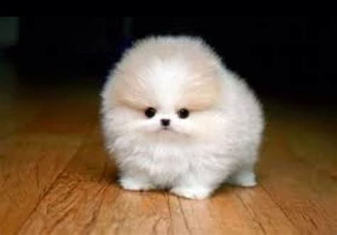 Fluffy, fun and adorable cute little fluffy dogs you won't be able to resist