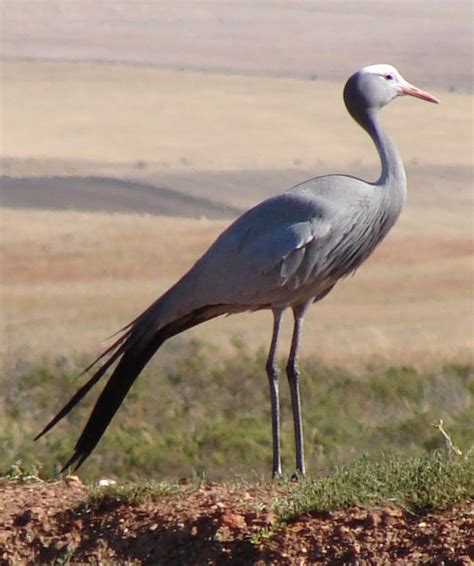 Blue Crane - Overberg Renosterveld Conservation Trust