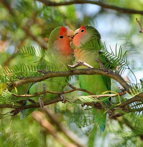 kiss, kiss | Love birds, Bird pictures, Pet birds