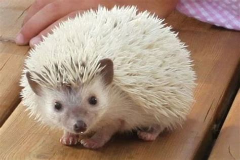 Hedgehog Colors: The Ultimate Guide To Varieties And Morphs