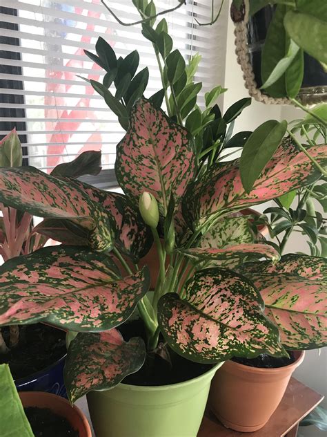 My Chinese Evergreen is blooming! :D : r/houseplants