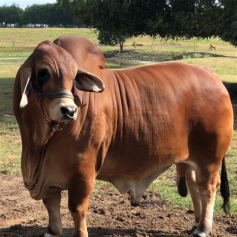 Red Brahman bull RMC Monte Monsant 3/17 from Rancho Monte Cristo #redbrahman #greybrahmans # ...