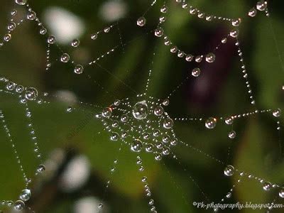 Dew Drops On Spider Web | Nature, Cultural, and Travel Photography Blog