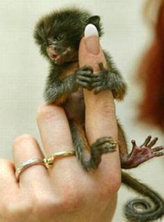 Finger Monkey Facts | Anatomy, Diet, Habitat, Behavior - Animals Time