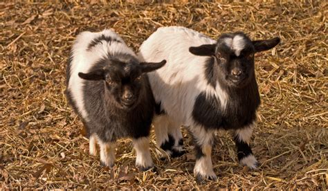 Black and White Goat Breeds - Farmhouse Guide