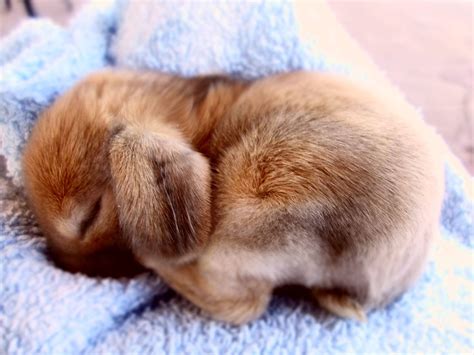 Sleepy bunny | Cute animals, Cute baby animals, Baby animals