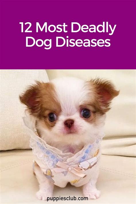 most-deadly-dog-diseases Dog Health, Health And Wellness, Funny Dogs ...