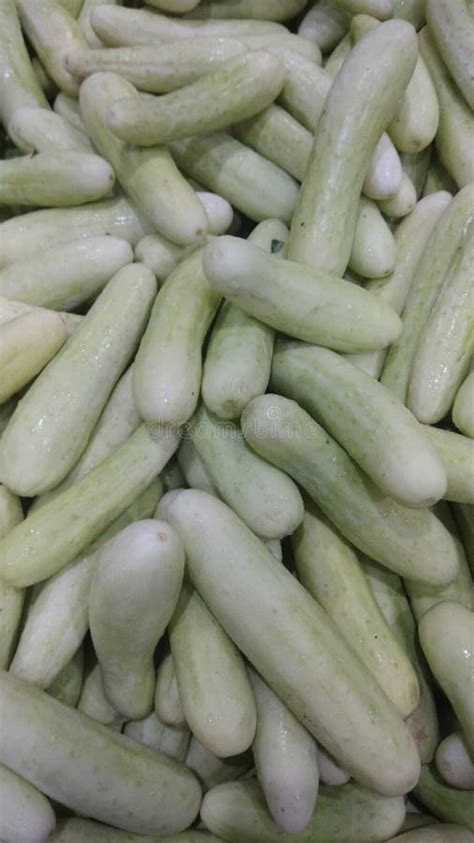 Khira, cucumber stock image. Image of salad, indian - 163454319