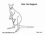 Kangaroo Coloring Page sketch template