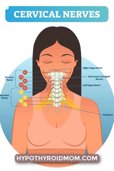 Thyroid Disease And Your Cervical Vertebra C7 - Hypothyroid Mom