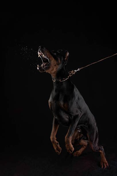 Best Doberman Is Attacking And Barking Stock Photos, Pictures & Royalty-Free Images - iStock