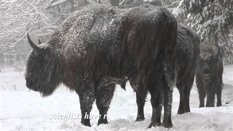 Russia: Bryansk Forest Nature Reserve. - YouTube