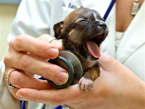 The Smallest Puppy On Earth - Photos All Recommendation