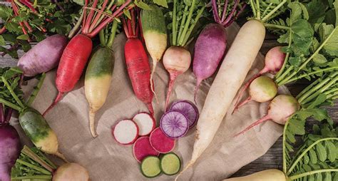 Common Radish Varieties How Many Types Of Radishes Are, 40% OFF