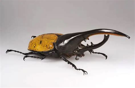 Hercules Beetle - Description, Habitat, Image, Diet, and Interesting Facts