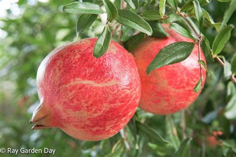 pomegranate tree care arizona - Marissa Koonce