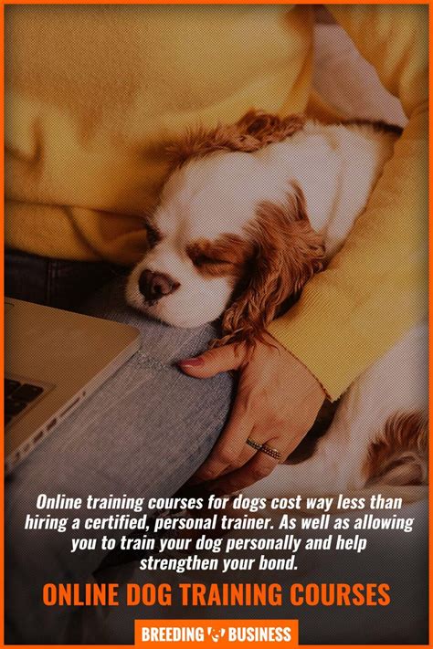 10 Best Online Dog Training Courses – Reviews, Evaluation & Comparison