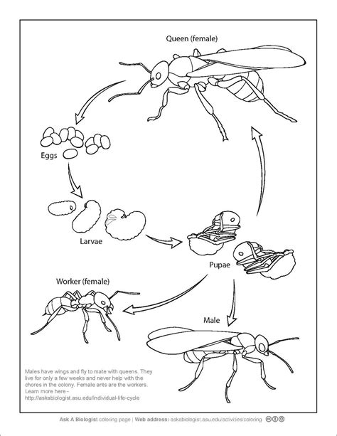 Ant Coloring Pages - ColoringBay