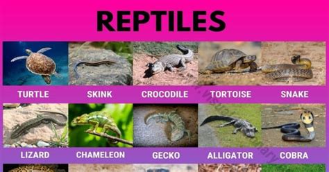 Reptiles: Helpful List of 27 Names of Reptiles in English - Visual Dictionary