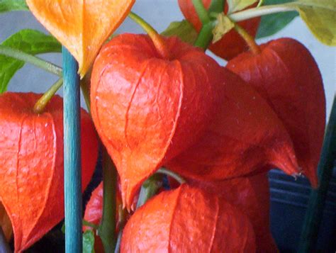 Chinese Lantern plant | Closeup of a Chinese Lantern plant. … | Flickr