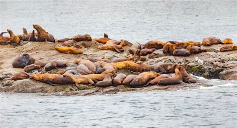 Steller Sea Lions from Gulf of Alaska Whittier Cruise Stock Image - Image of america, lion ...