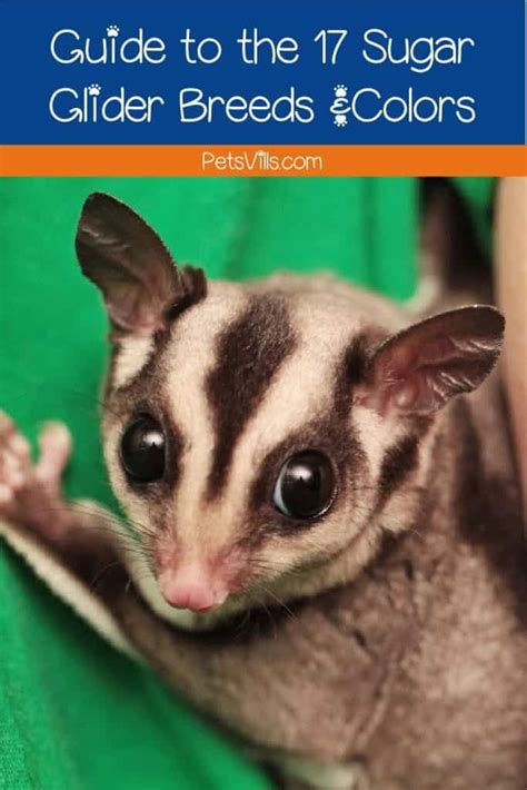 17 Different Sugar Glider Breeds and Colors