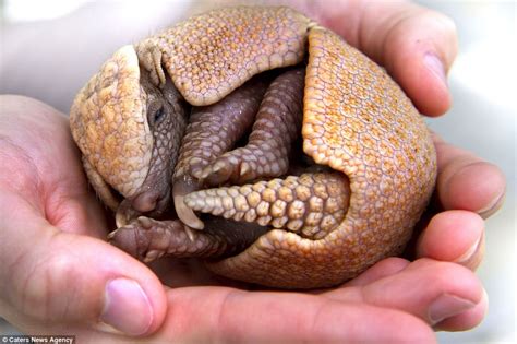 No larger than a golf ball, this baby armadillo is melting everyone's hearts (except for the ...