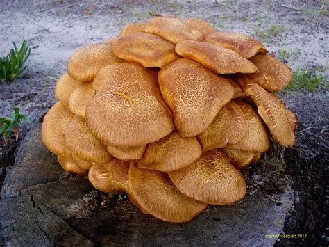 Gymnopilus junonius | Stuffed mushrooms, Fungi, Vegetables