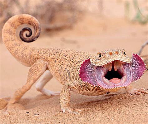 Reptile World | Unusual animals, Weird animals, Animals beautiful