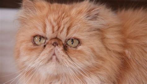 Garfield Cat Breed (Persian Tabby) – Everything You Need To Know