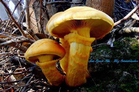 Setas Extremadura : Gymnopilus junonius = Gymnopilus Spectabilis.