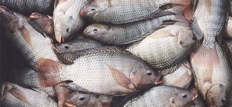 Tilapia Farming | AquaSol, Inc.