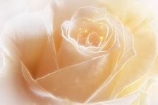 Golden Rose Flower Free Stock Photo - Public Domain Pictures