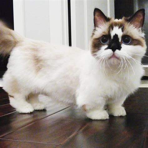 Meet Albert, The Cutest Munchkin Cat With Unique “Skull” Nose And ...