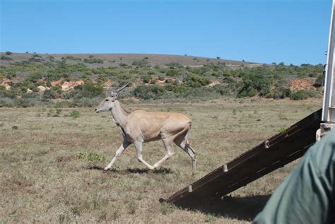 eland released | Kate on Conservation