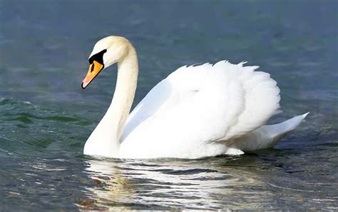 Mute Swan | Bird Identification Guide | Bird Spot