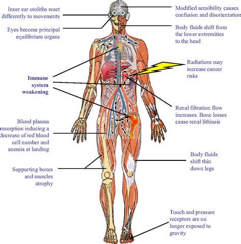 human body systems and functions - ModernHeal.com