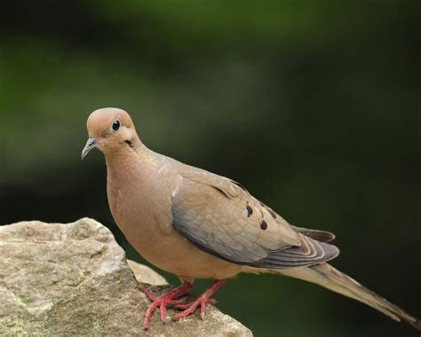 Difference Between Male And Female Mourning Dove