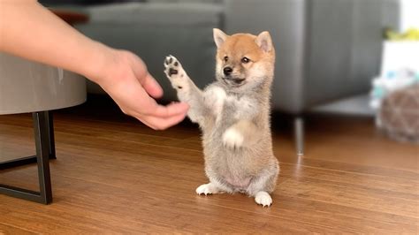 2-Month-Old Shiba Inu Puppy Compilation - YouTube