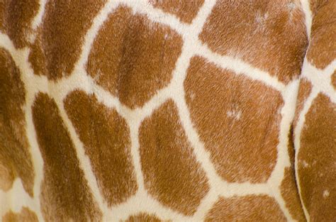 Genuine Leather Skin Of Giraffe Free Stock Photo - Public Domain Pictures