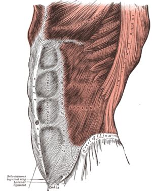 Abdominal external oblique muscle - Wikipedia