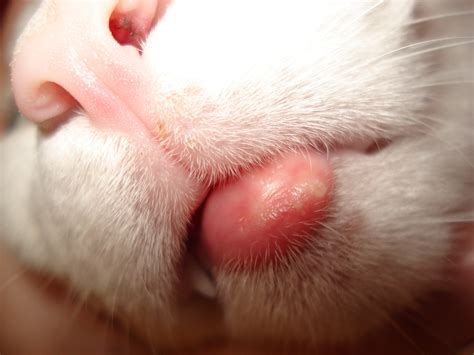 Online Vet Helps Pet Parent with Feline Eosinophilic Granuloma Complex ...