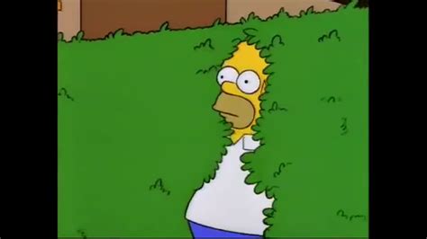 Homer into Hedges video clip by The Simpsons