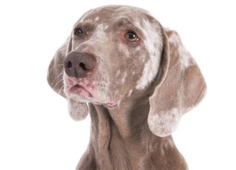 Vitiligo in Dogs and Cats: Everything You Need to Know | PetMD