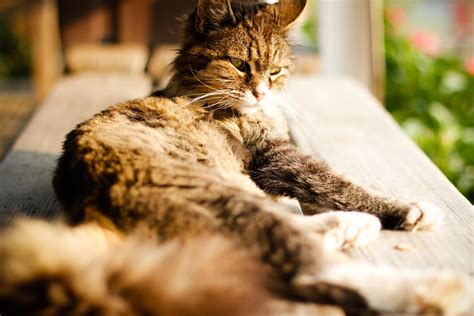 Cat Sunbathing : r/photographs
