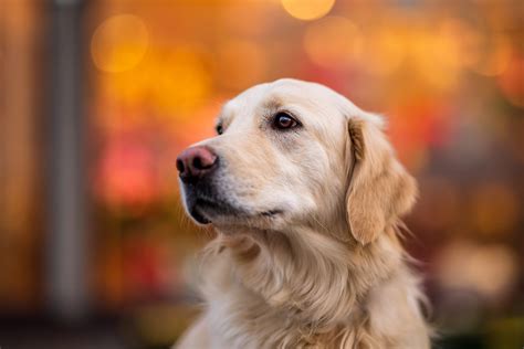 Download Animal Golden Retriever 4k Ultra HD Wallpaper