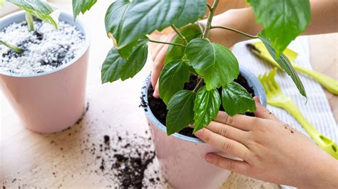 How to get rid of bugs from houseplant soil naturally | Homes & Gardens