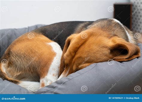 Beagle Puppy Sleeping at Home Stock Image - Image of floor, house: 147009621